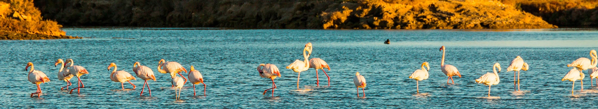 November in **Delta Del Ebro**