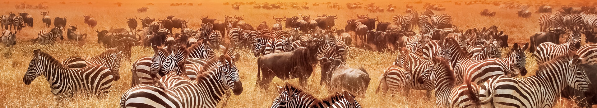 May in **Masai Mara**