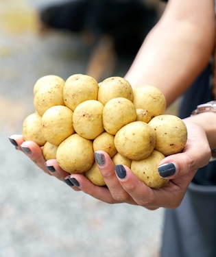 Immerse yourself in the 4-day Lanzones Festival Immerse yourself in the 4-day Lanzones Festival