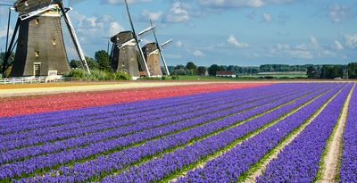Flower Route Flower Route