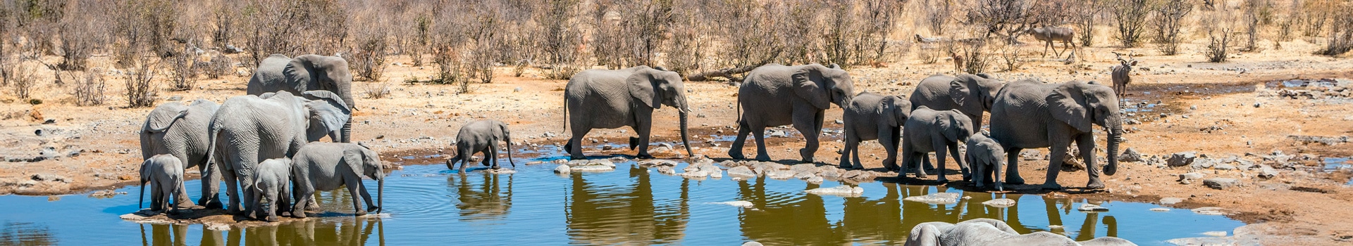 Fly & Drive Etosha