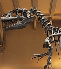 Natural History Museum