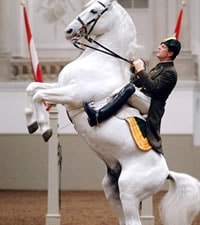 Spanish Riding School