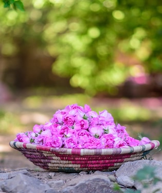 Taif’s Rose Fields