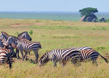 Amboseli National Park