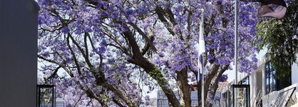 Park Hyatt Johannesburg